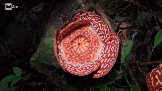 Rafflesia