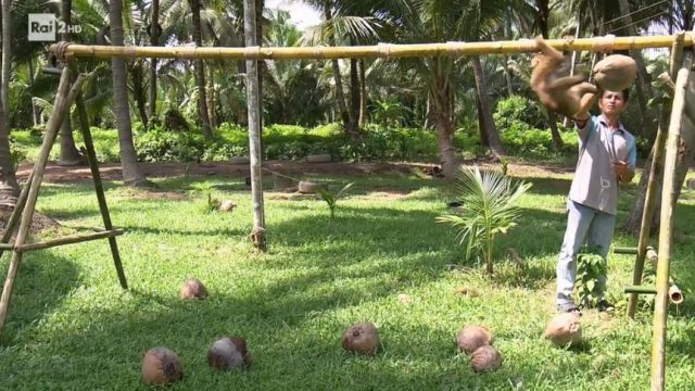 Il macaco stacca i cocchi