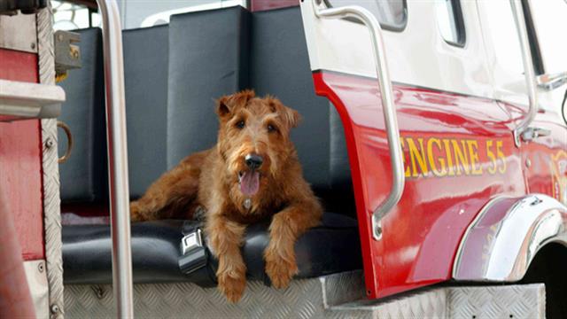 Il cane pompiere film attori