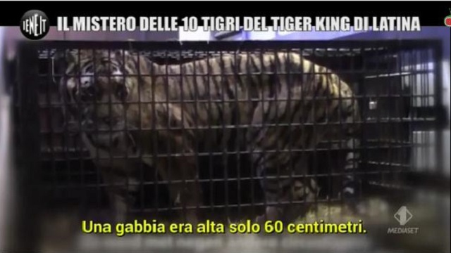 Le Iene Show tigre