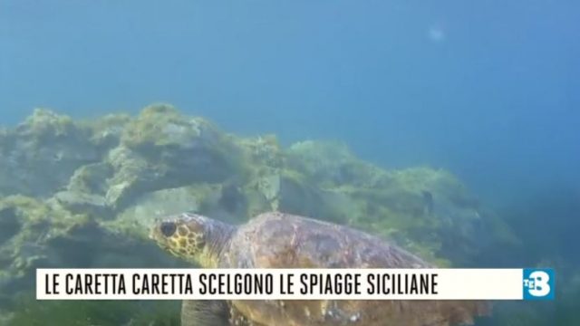 Tg8 diretta 29 giugno su Tv8 - Le pagine Esteri, Costume e società e Sport