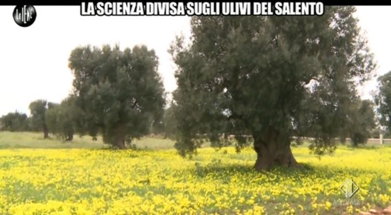 14 febbraio le iene ulivi salento