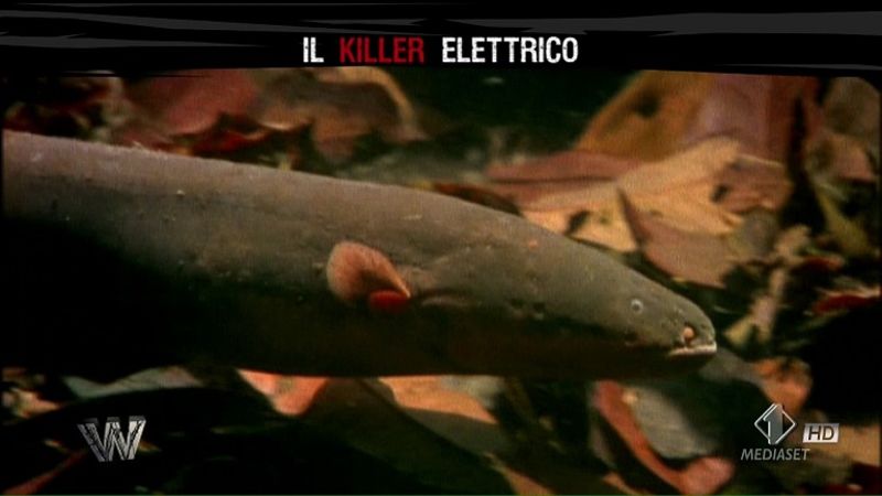 Wild 4 luglio killer elettrico