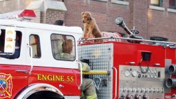 Il cane pompiere film Rai 2