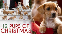 Il Natale dei cuccioli film Tv8