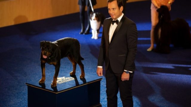 show dogs entriamo in scena film mostra