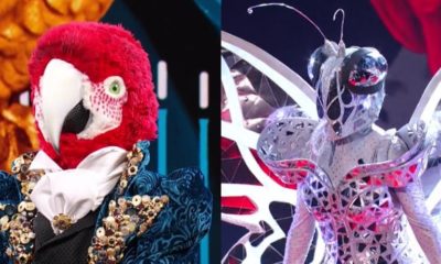 il cantante mascherato pappagallo farfalla copertina