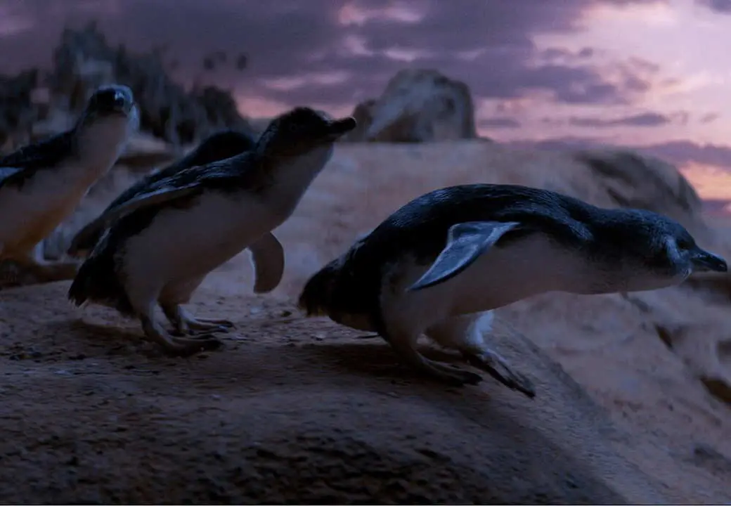 Giotto l'amico dei pinguini film finale